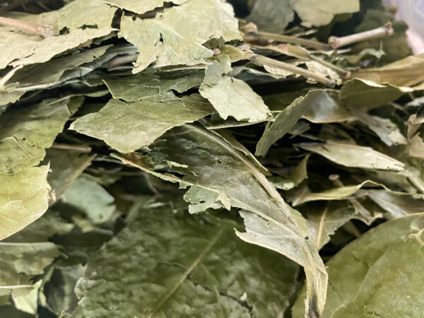 Ajo Sacha Leaf & Vine || Mansoa alliacea - Image 2