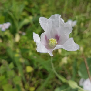 Poppy Flower Essence || P. somniferum