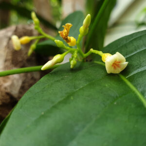 Eboga Flower Essence || Tabernanthe eboga