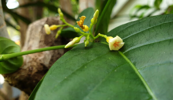 Eboga Flower Essence || Tabernanthe eboga