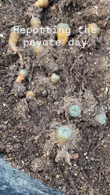 #entheobotanica #plantmedicine #entheogen #psychedelic #peyote #lophophora