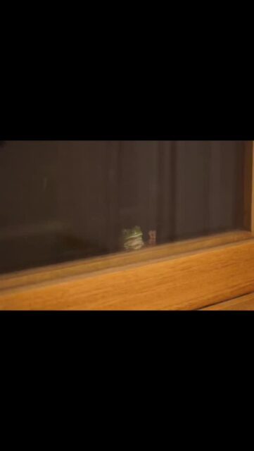 Time on country
It starts, ends and all comes back to country
#entheobotanica #rebelherbal #plantmedicine #herbalism #entheogen #herbalmedicine #country #gumbangyir