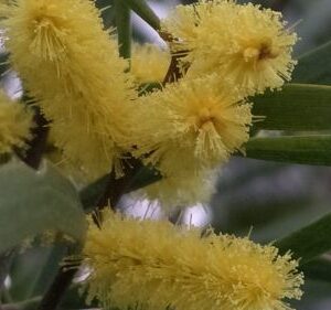 Acacia Acuminata Flower Essence || Raspberry Jam Wattle