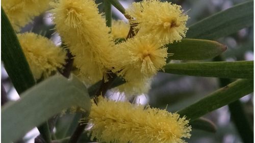 Acacia Acuminata Flower Essence || Raspberry Jam Wattle