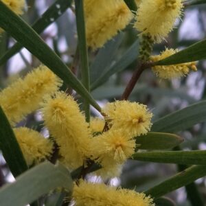 Acacia Acuminata Flower Essence || Raspberry Jam Wattle