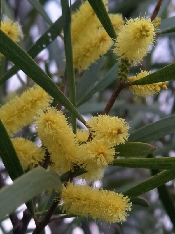 Acacia Acuminata Flower Essence || Raspberry Jam Wattle