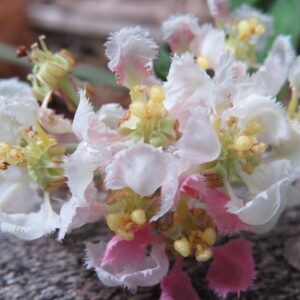 Ayahuasca Flower Essence || Banisteriopsis caapi var. Cielo