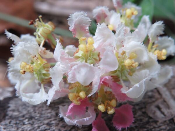 Ayahuasca Flower Essence || Banisteriopsis caapi var. Cielo