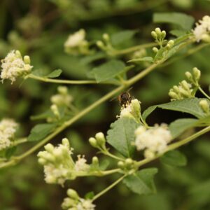 Mexican Dream Herb Flower Essence || Calea zacatechichi || Calea ternifolia