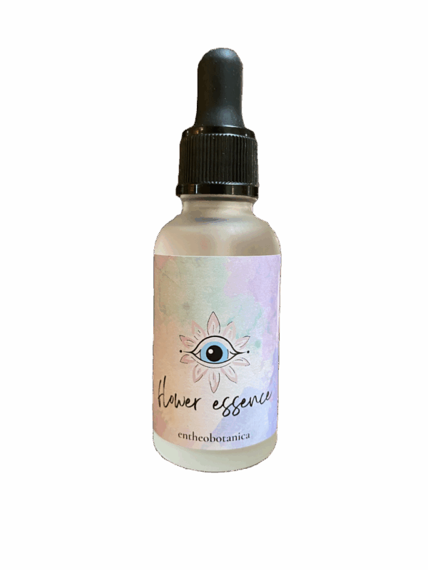 Peyote Flower Essence || Lophophora williamsii - Image 2