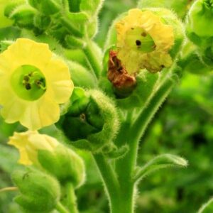 Mapacho Flower Essence || N. Rustica