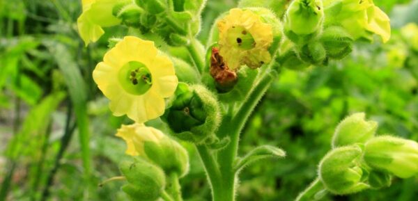 Mapacho Flower Essence || N. Rustica