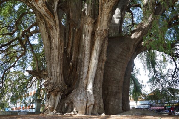Ahuehuete Vibrational Flower Essence || Tule Tree - Image 2