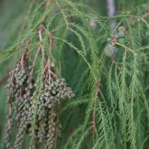 Ahuehuete Vibrational Flower Essence || Tule Tree