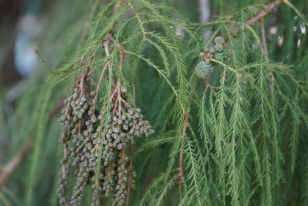 Ahuehuete Vibrational Flower Essence || Tule Tree