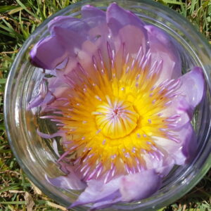 Blue Water Lily Flower Essence || Nymphaea caerulea