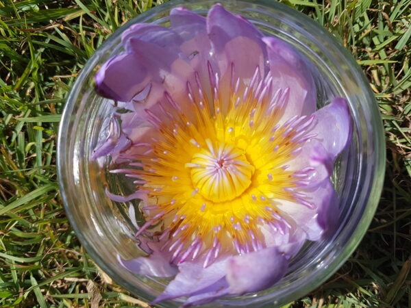 Blue Water Lily Flower Essence || Nymphaea caerulea