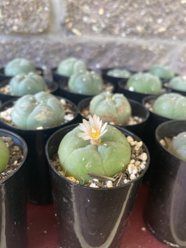 Peyote Flower Essence || Lophophora williamsii