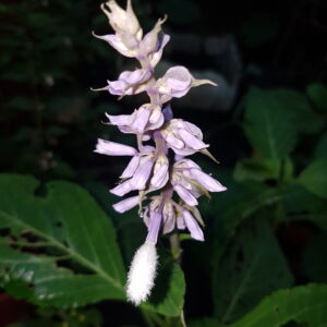Diviner's Sage Flower Essence || Salvia divinorum