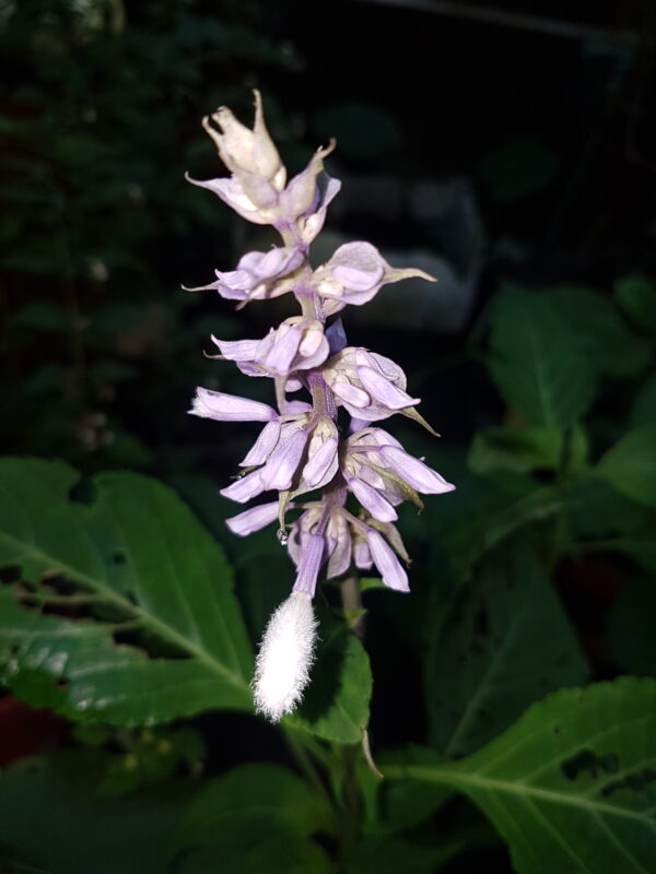 Diviner's Sage Flower Essence || Salvia divinorum