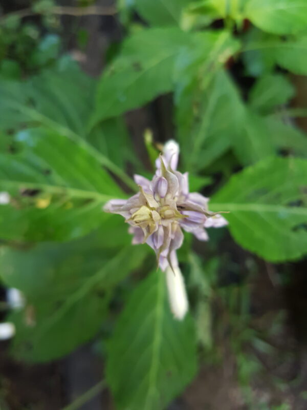 Diviner's Sage Flower Essence || Salvia divinorum - Image 2