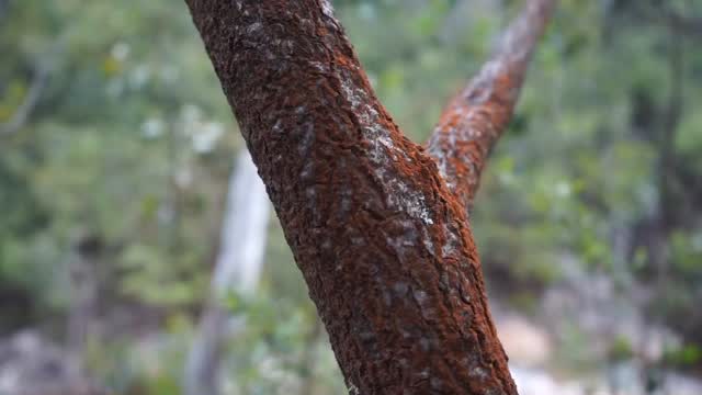 A beautiful moment on a beautiful mountain

#entheobotanica #rebelherbal #plantmedicine #acacia #entheogen