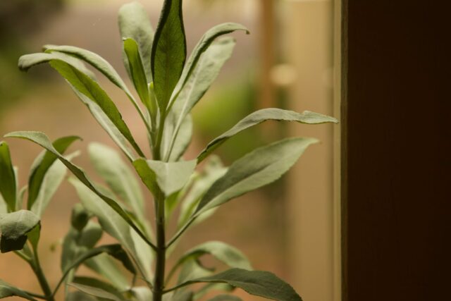The sacred sage.. sitting on the front steps to welcome people here.

Please survive this humidity!
