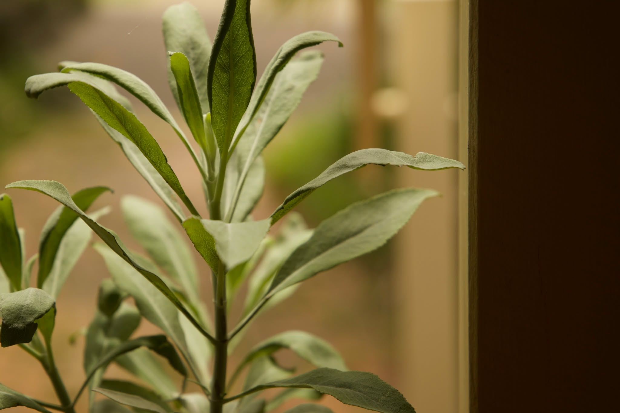 The sacred sage.. sitting on the front steps to welcome people here.

Please survive this humidity!