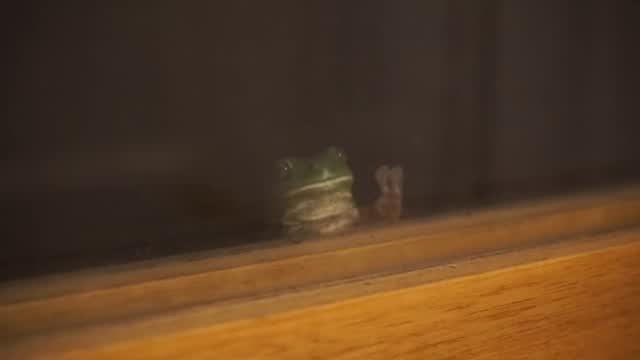 Frog medicine

I have always loved frogs since I was a child. I wanted a pet frog back then, but my parents informed me we needed a licence to have a green tree frog. Seemed strange to me, as I would see them on windows, in backyard water features, under the lip of public toilets jumping on my bare bum. 

They just seemed odd, and different, and like nothing else I’d seen. I lked that about them. It is much more powerful to be connected to frog medicine than a jaguar or an eagle. We all know the powerf of an apex predator, a hunter. It’s in the eagle’s eyes, that he owns the sky. It’s in the puma’s body, it’s power is on display with no shame.

But the frog’s power is deeper and more complex, more of the water in that it is under the surface. A frog has to change bodies from a swimming wriggler to a full bodied jumper. It has to change it’s movement from swimming to hopping. It changes from water breather to air breather. It emerges from the submerged underwater to a land and tree creature. A frog’s medicine is in its ability to transform.

They still show up from time to time. Jumping through a window onto my face whilst asleep. Showing up at times of ceremony.

#kambo #frog #frogmedicine #entheobotanica rebelherbal