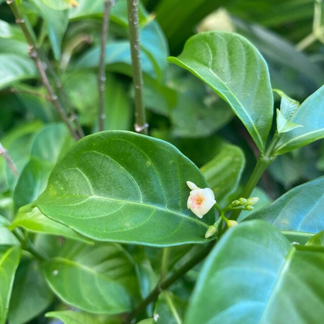 A lot of special moments in the garden right now

The ibogas flowered (first time in a few years actually so they must be happy again) and I have a flower essence that extracted over the new moon and new year. 

I have some elliptica about to flower 🌸 and have repotted the acacia courtiis getting them ready for being planted in the front yard as gate keepers. 

#iboga #medicinegarden #entheobotanica #rebelherbal