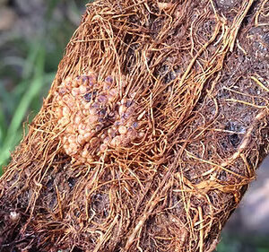 Acacia acuminata Seed || Raspberry Jam Tree