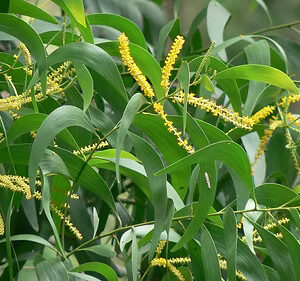Acacia auriculiformis Seed || Northern Black Wattle || Earleaf Wattle