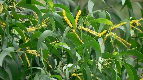 Acacia auriculiformis Seed || Northern Black Wattle || Earleaf Wattle