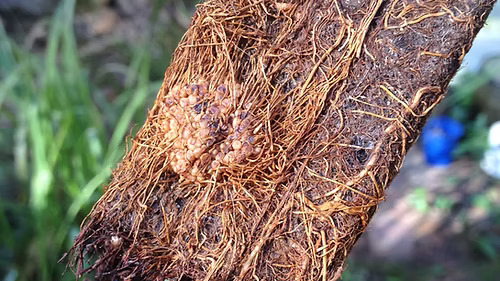 Acacia auriculiformis Seed || Northern Black Wattle || Earleaf Wattle - Image 3