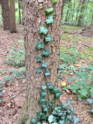 European adventures & wyld foragings