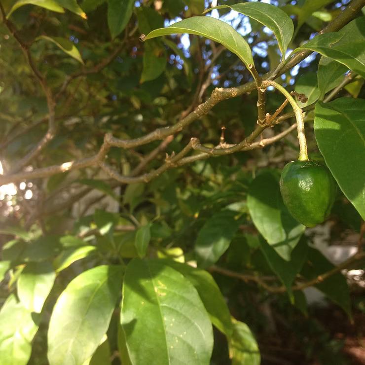 Lessons on the Sustainable Iboga Experience