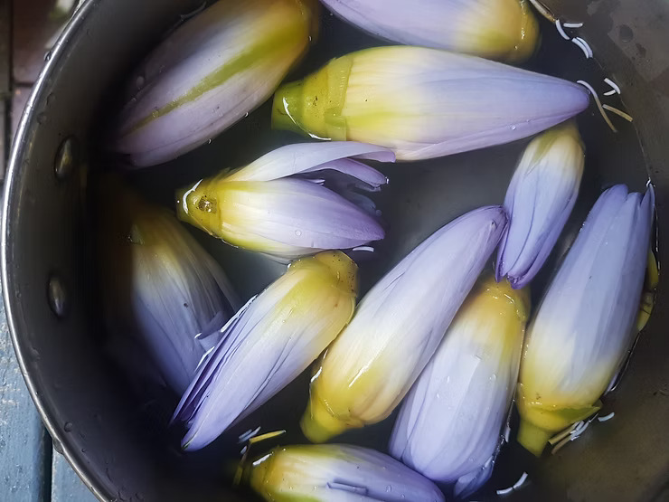 The flowers that cause vertigo, the beautiful narcotic flowers