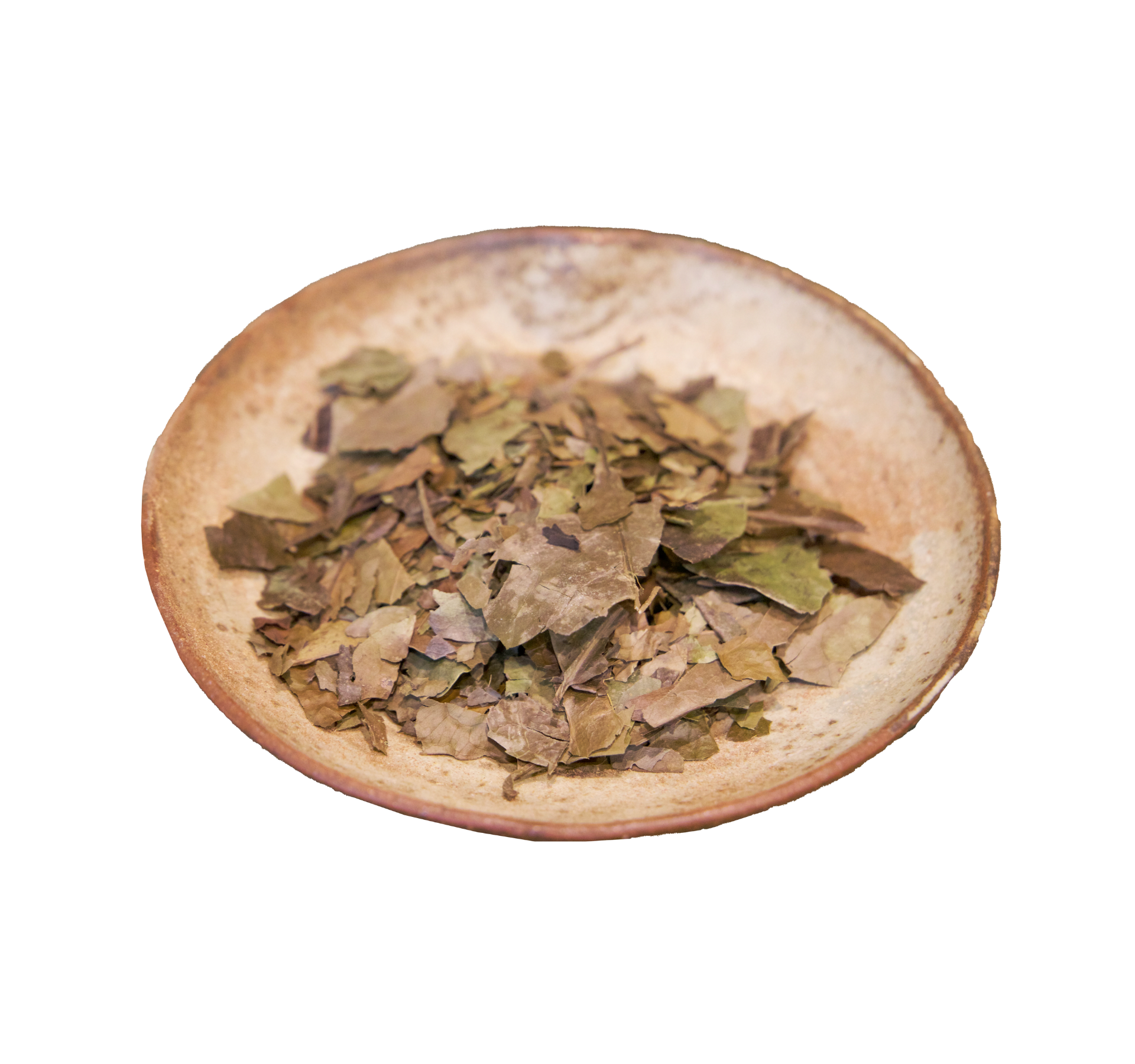 Guayusa Tincture || Ilex guayusa 50mL - Image 2