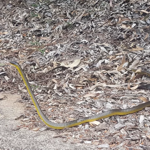 The Water Nympth to cleanse hearts2