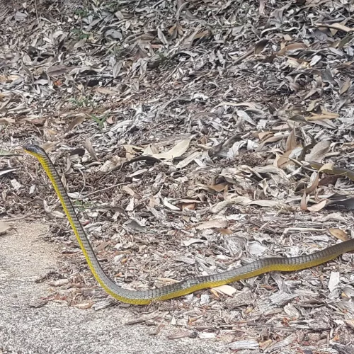 The Water Nympth to cleanse hearts