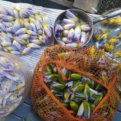 The Water Nympth to cleanse hearts3