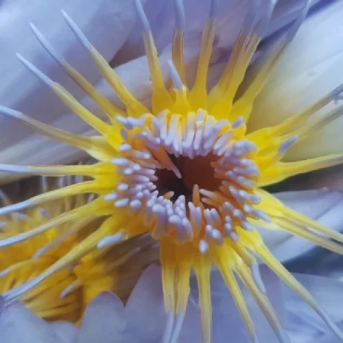 The Water Nympth to cleanse hearts4