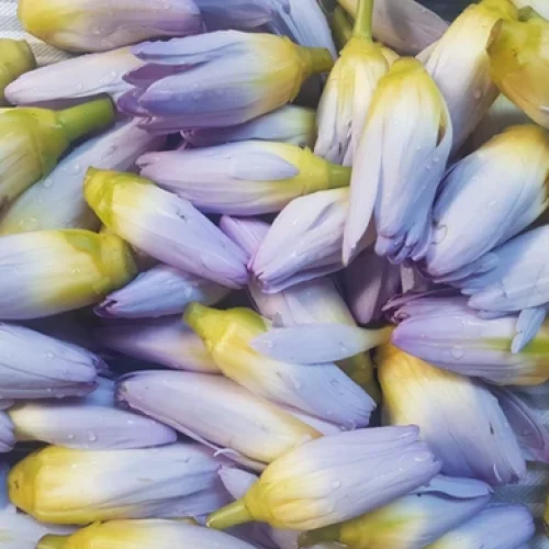 The Water Nympth to cleanse hearts5